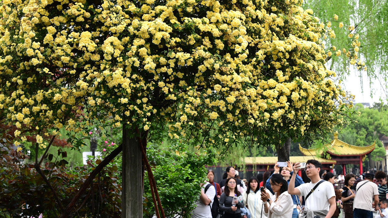 杭州：西湖畔黄木香花开添春色