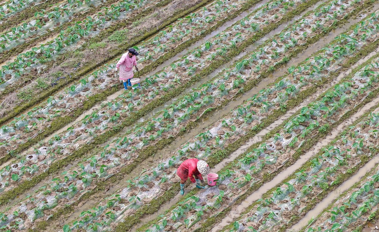 仙居：谷雨将至农事忙