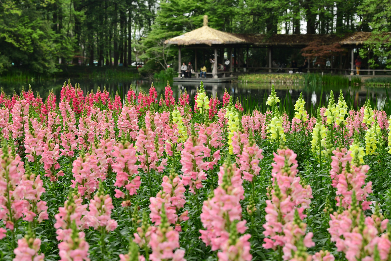春色宜人 暮春太子湾的“春日秘境”