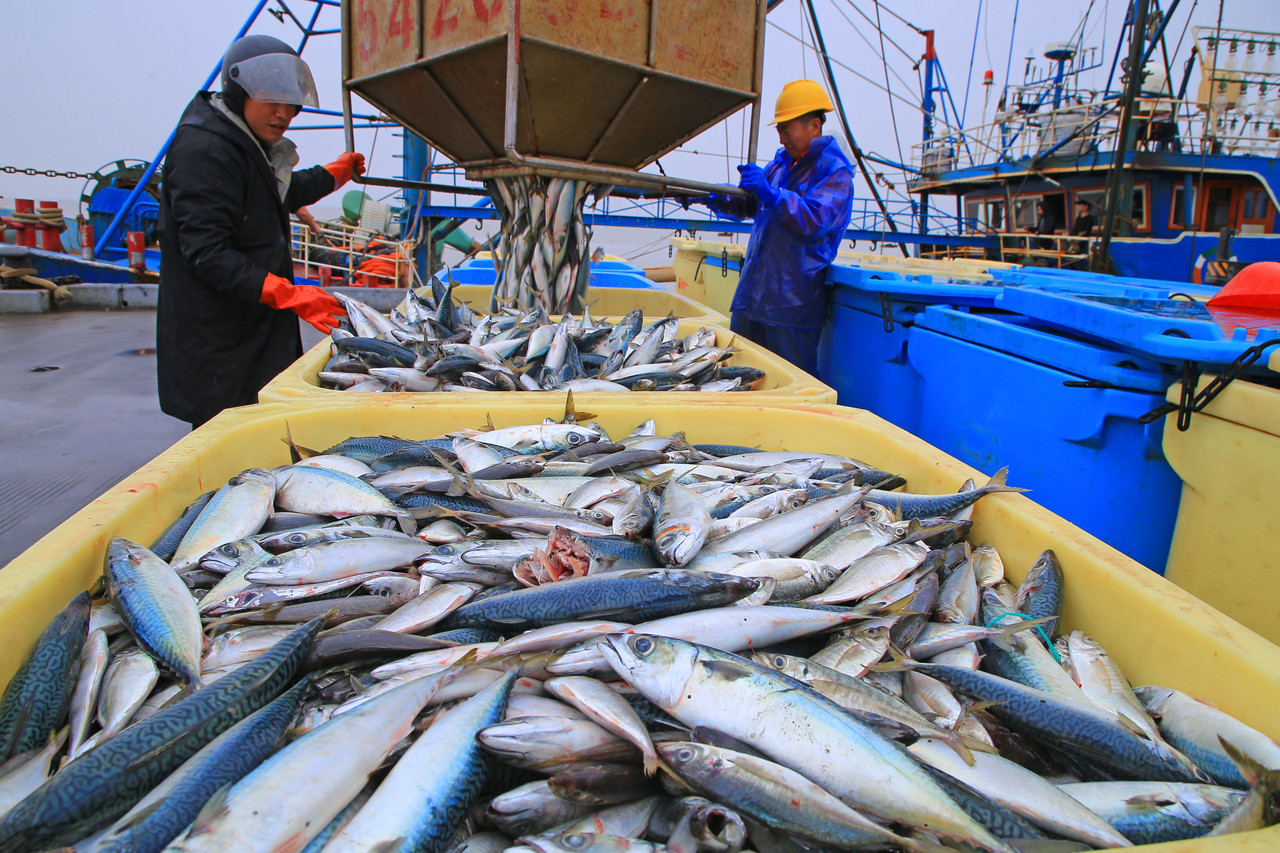 玉环：捕捞渔船回港 渔民卸载渔获忙