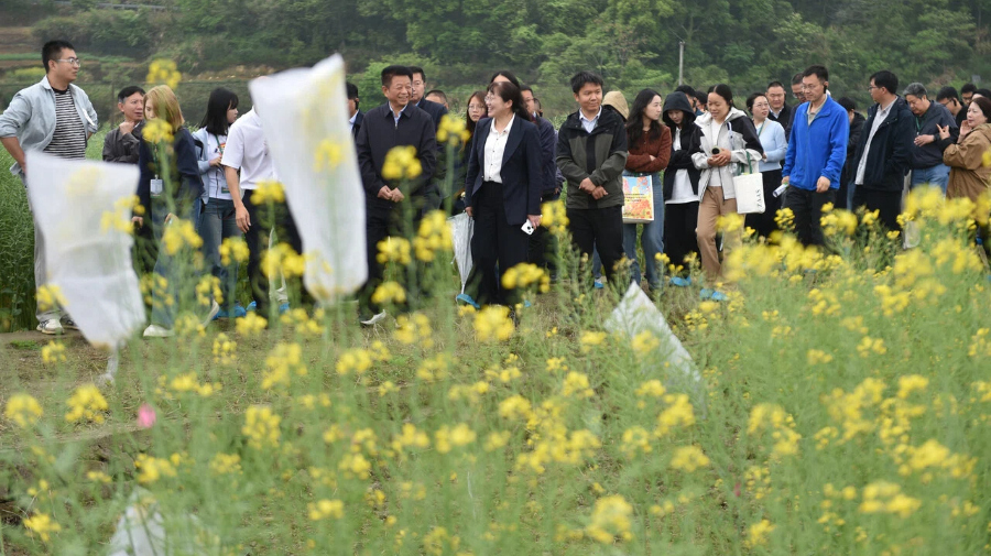 全国油菜专家 象山观摩取经