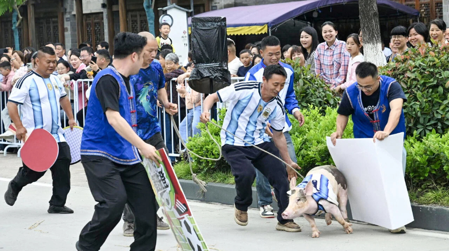 萌趣赶猪闹畲乡 三月三里喜乐浓