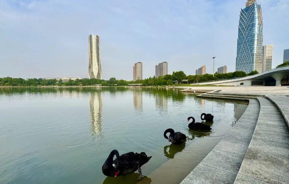 桐乡凤凰湖惊现“水上芭蕾天团”