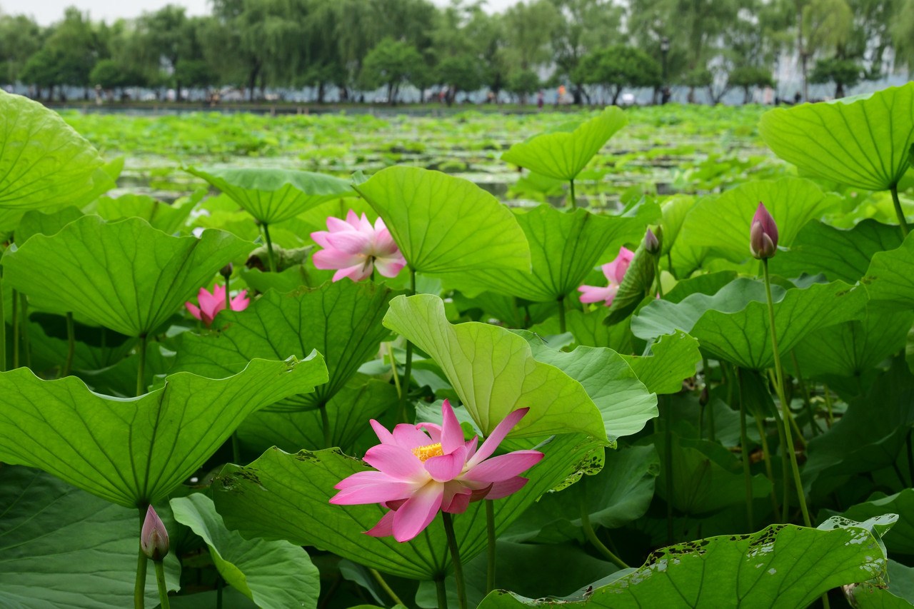 杭州：芒种将至 西湖荷花渐次开
