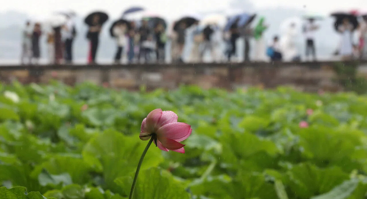 杭州正式入梅   注意防雨除潮