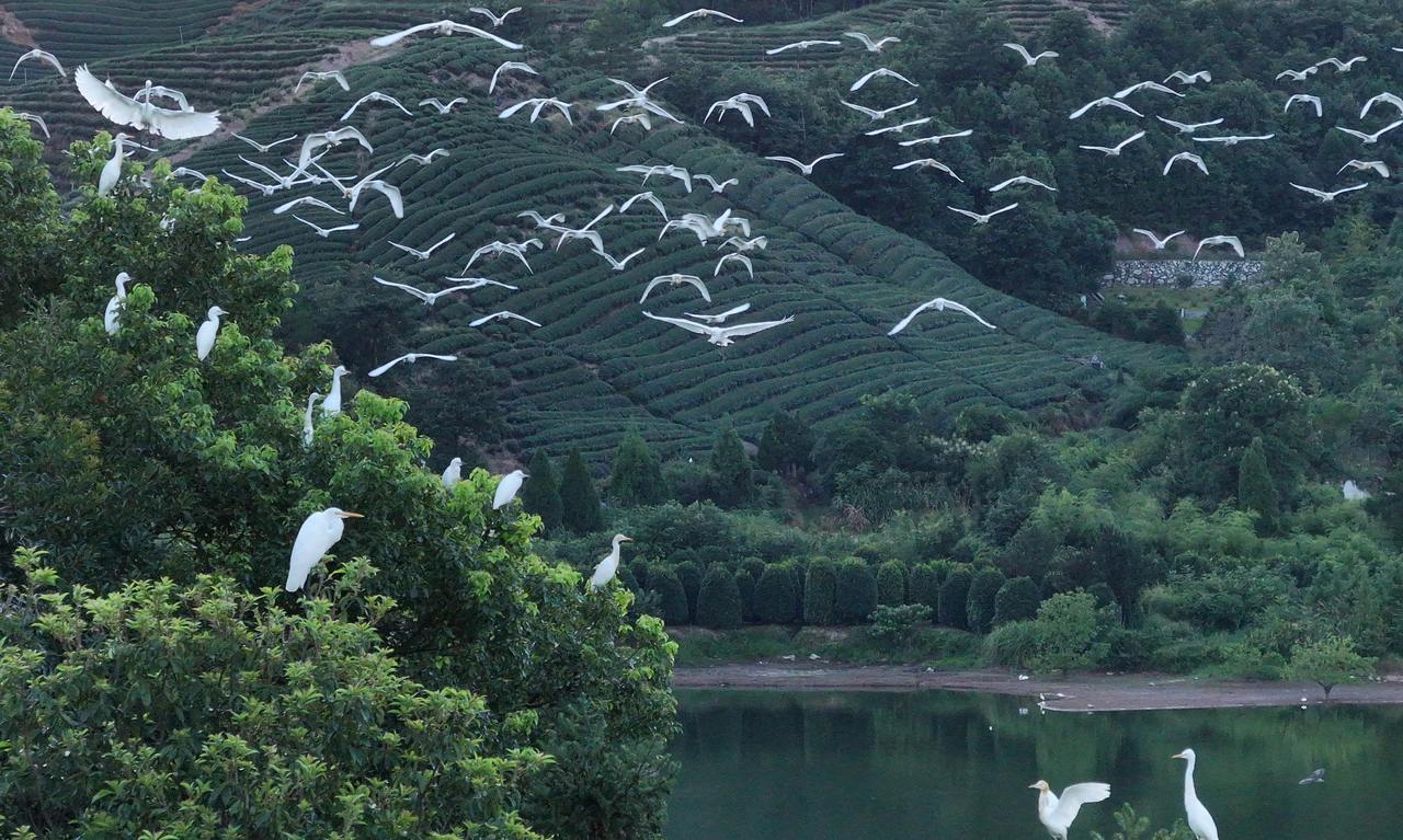 武义：生态修复水清澈 绿水青山鹭鸟欢