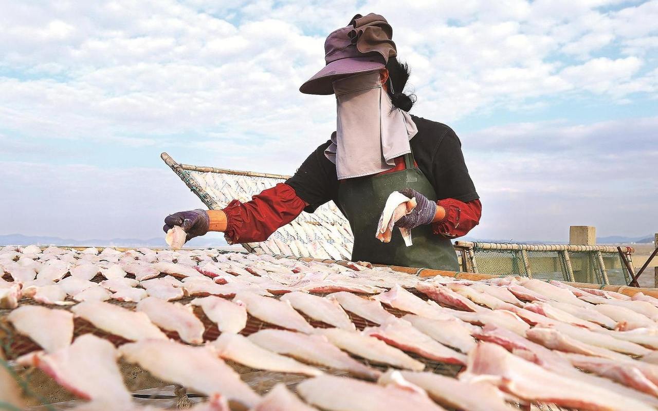 海岛晒秋 鱼鲞飘香