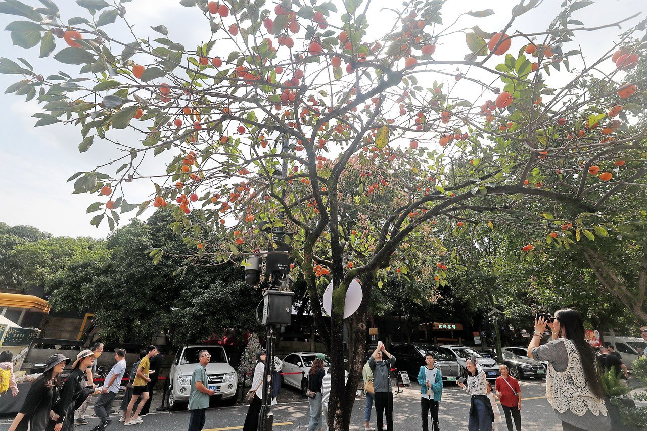 柿子挂满枝头 杭州满觉陇秋韵盎然