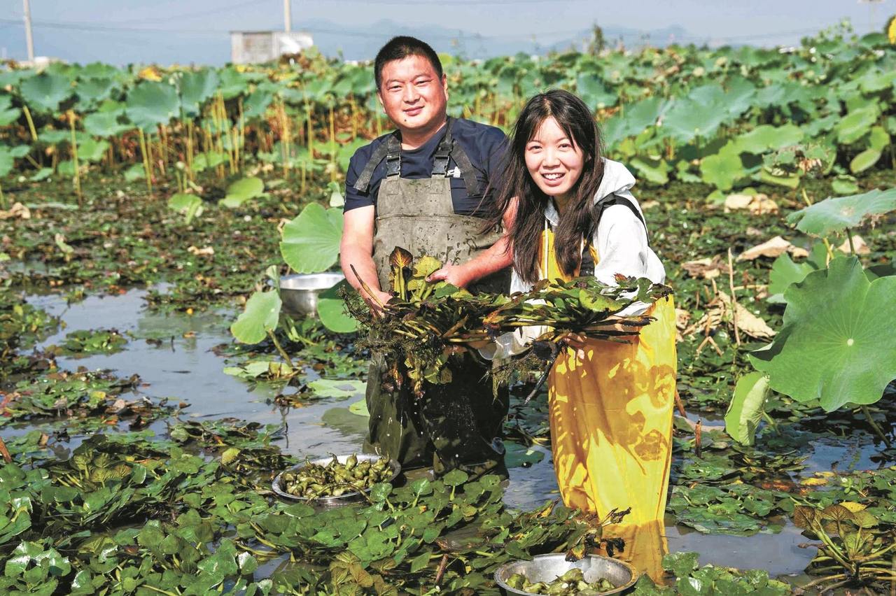 菱香满田