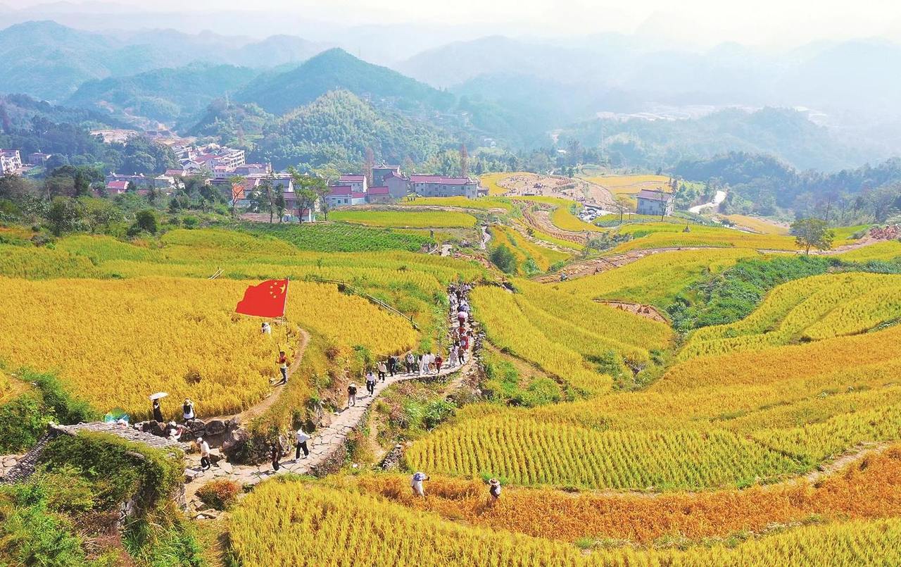 泳溪香米喜丰收