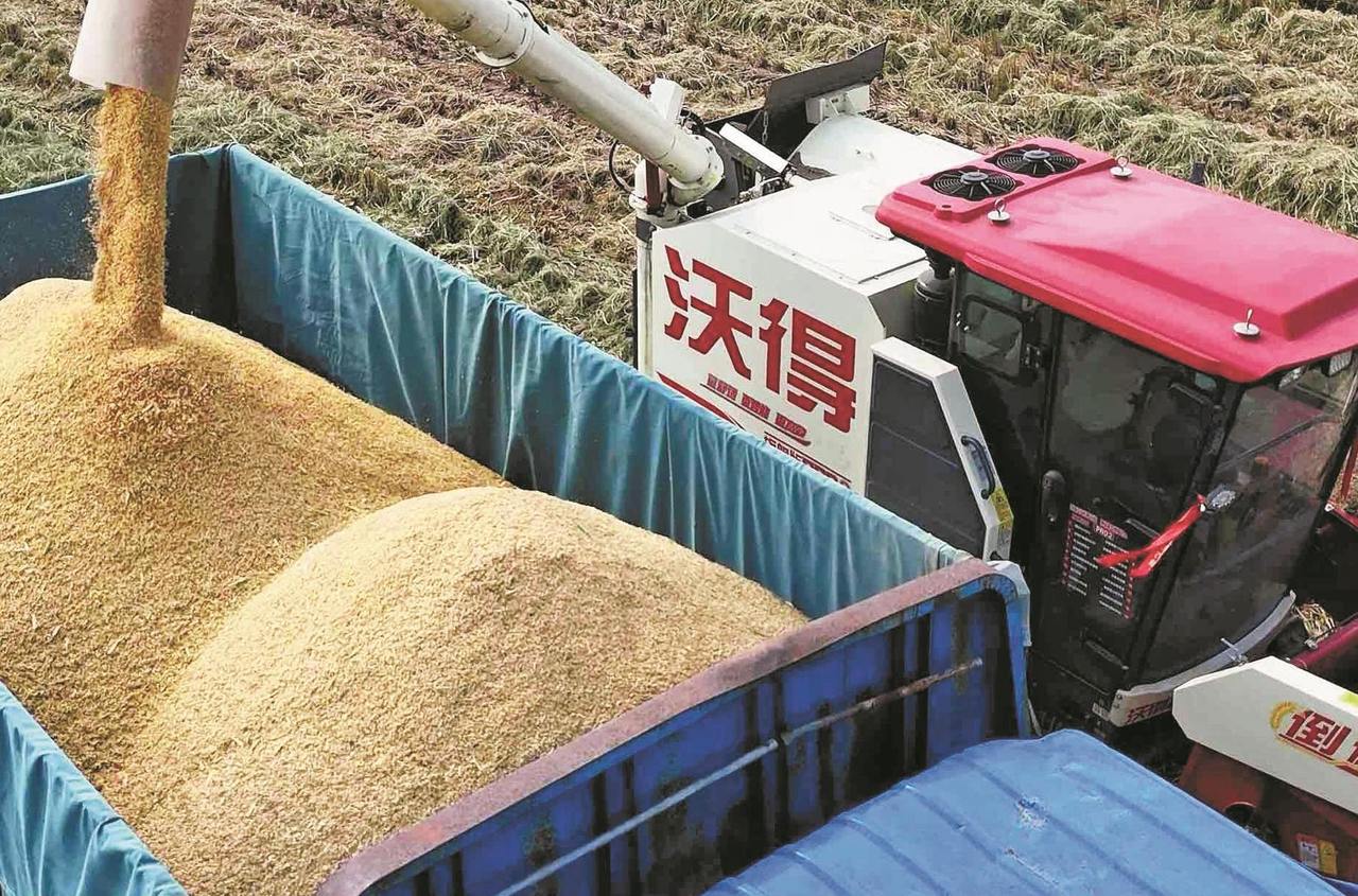 秋收烘谷忙