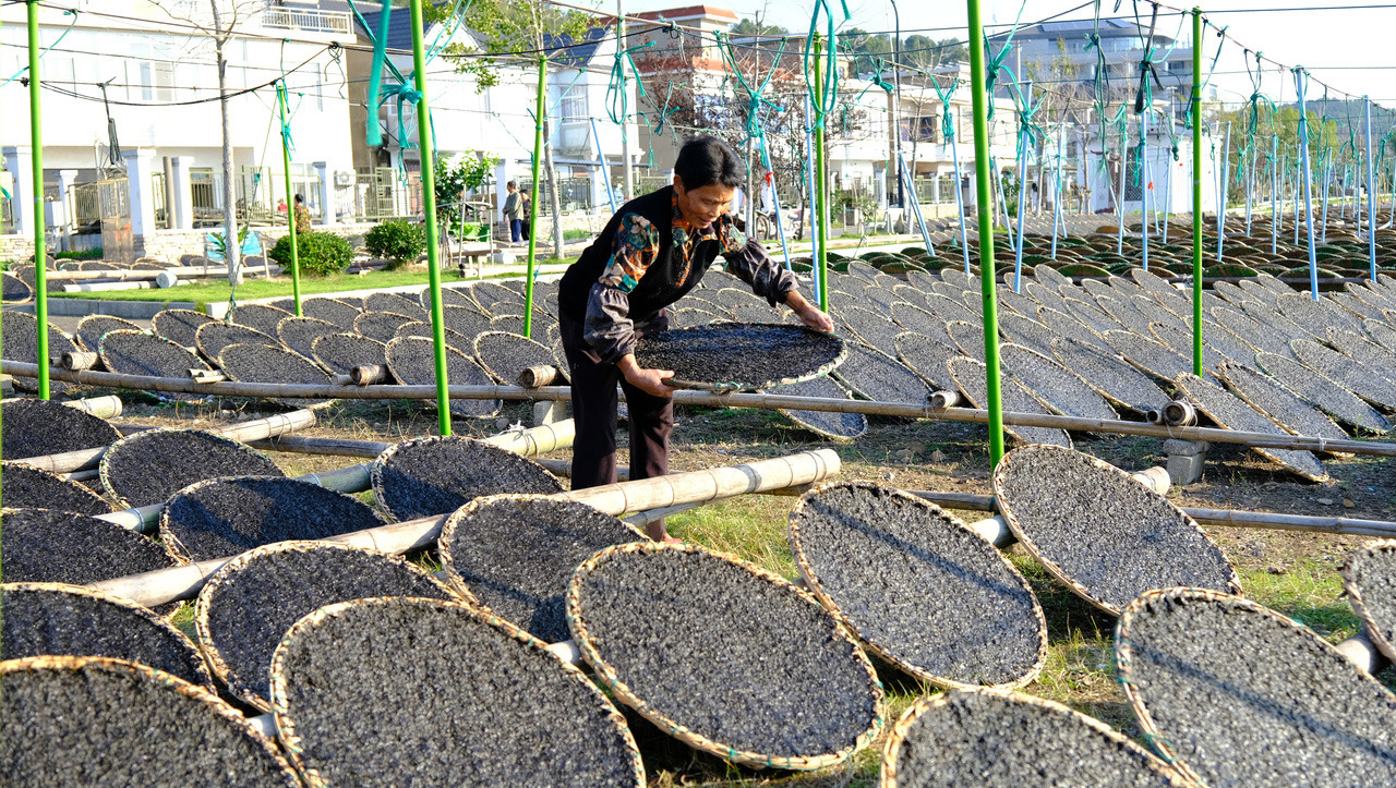 象山：黄避岙紫菜迎来采收季