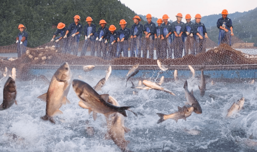 清晨捕鱼获丰收