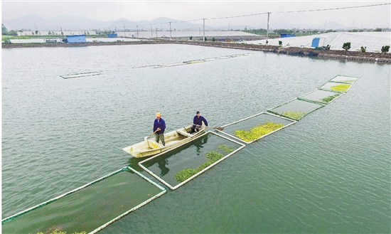 工人们通过养殖水生植物净化池水环境