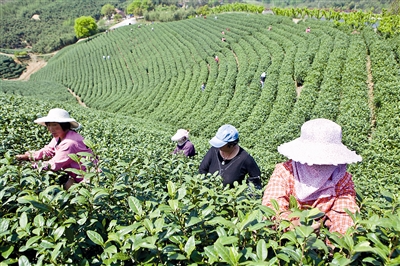 德清:雨前茶采摘忙
