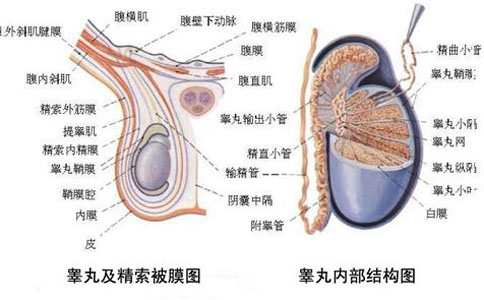 睾丸上有个小肉球图片图片