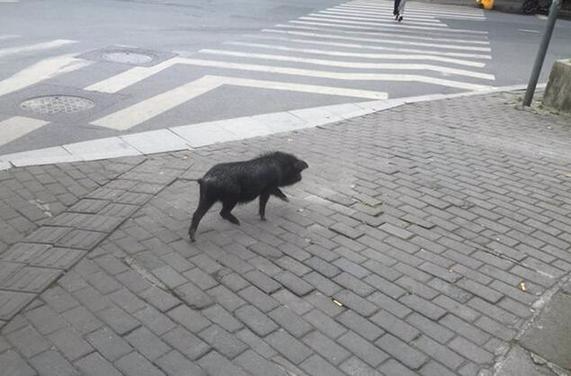 西湖区景城花园门口的工专路上忽然跑来了一只小黑猪,四处乱窜