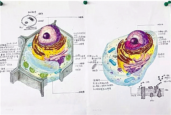 朗格汉斯细胞手绘图图片