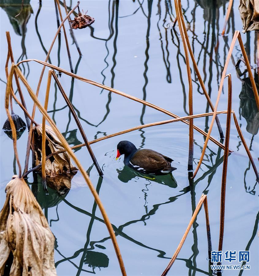 （美丽中国）（8）冬日西湖呈现“多彩画卷”