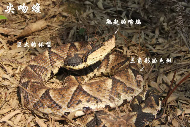 浙江蛇类图谱图片