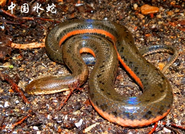 浙江蛇类图谱图片