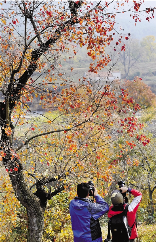 红叶可观赏，果实可榨油用本土乌桕做行道树可好-浙江新闻-浙江在线