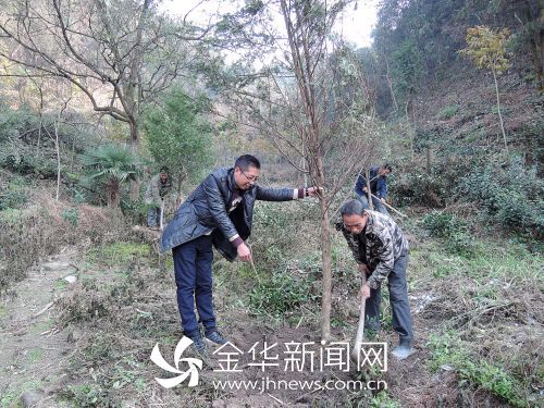 村民在林业技术人员指导下种植珍贵树种南方红豆杉