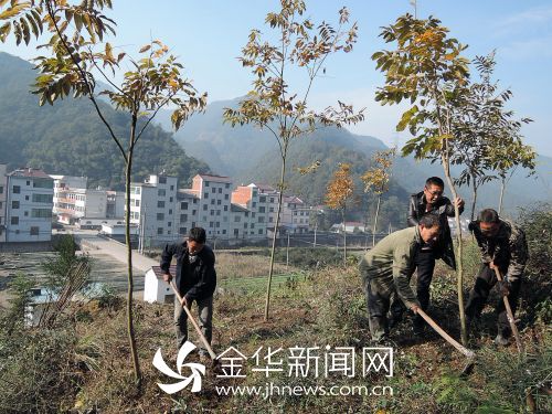 林业技术人员指导村民种植彩色树种无患子