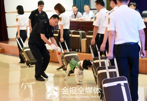 其他检疫犬在比赛