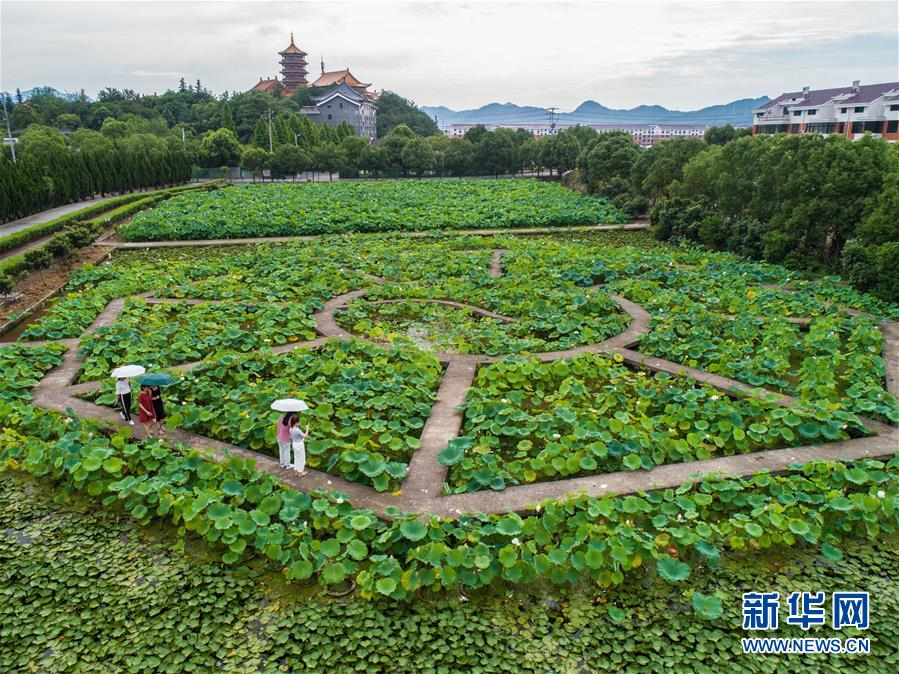 （壮阔东方潮 奋进新时代——庆祝改革开放40年）（8）“红木第一村”的小康之路