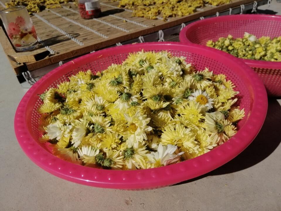 一朵花 两地开桐乡80万株优质杭白菊苗启程四川成渝 射击之星 国服第一妹子小艾照片