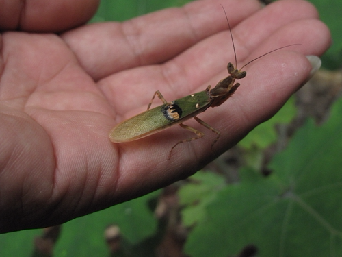 象山现罕见透翅眼斑螳