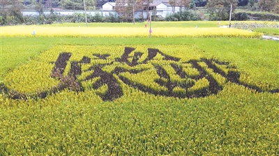 让创意"点"亮农田