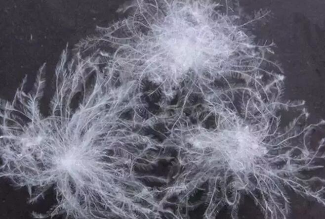 你可能穿了一件"假羽绒服" 羽绒服新造假手段 咋识别?