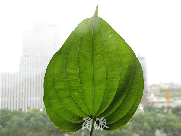 百部长在叶脉上的花朵其实是个总状花序,多数情况下只开1朵花