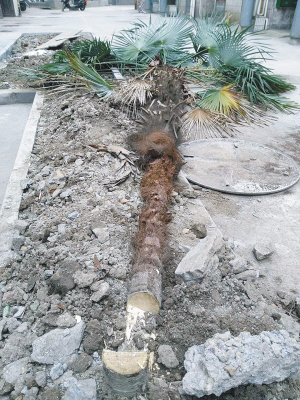 老人将小区内两棵棕树砍了 部门:随意砍自己种的树也违法