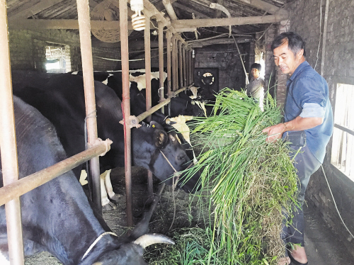 奶农李明方正在喂养处于产奶期的奶牛.