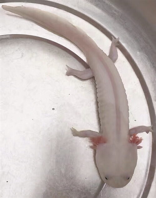 这条"萌鱼"你见过吗? 它可是娃娃鱼的同宗亲戚