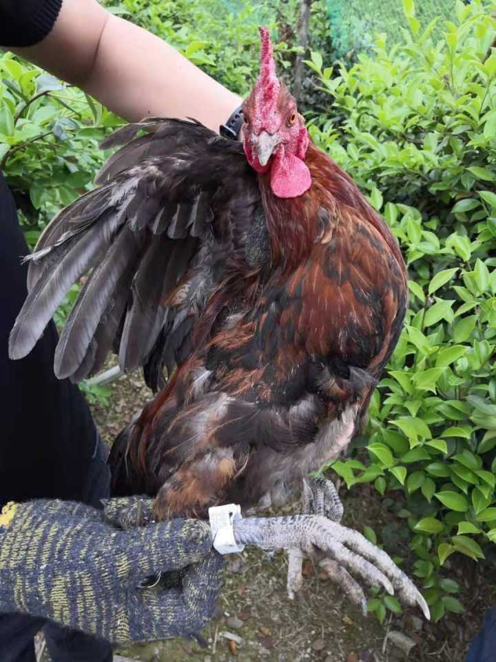 温州90后农创客“跑步鸡”带着村民跑出致富路