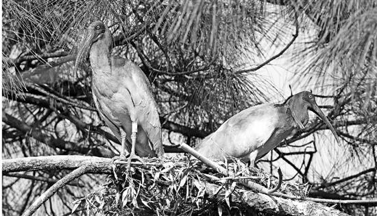 近亲繁殖致10%畸形率 想让朱鹮后代更健康就让它们自由恋爱