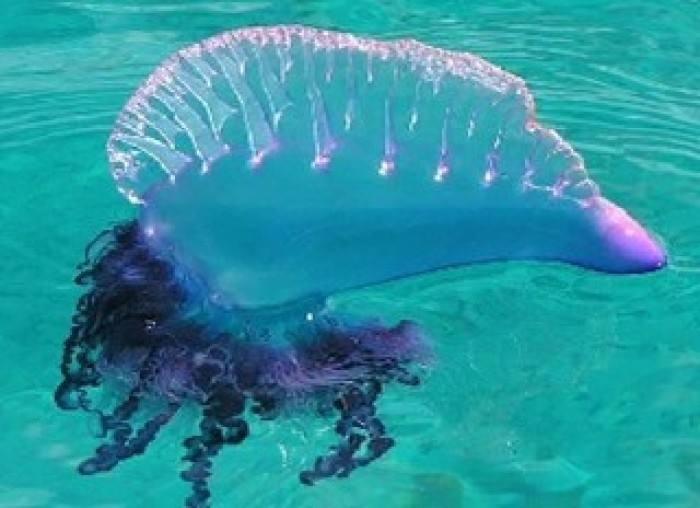 中国驻泰国宋卡总领馆提醒:游泰国湾要小心剧毒水母