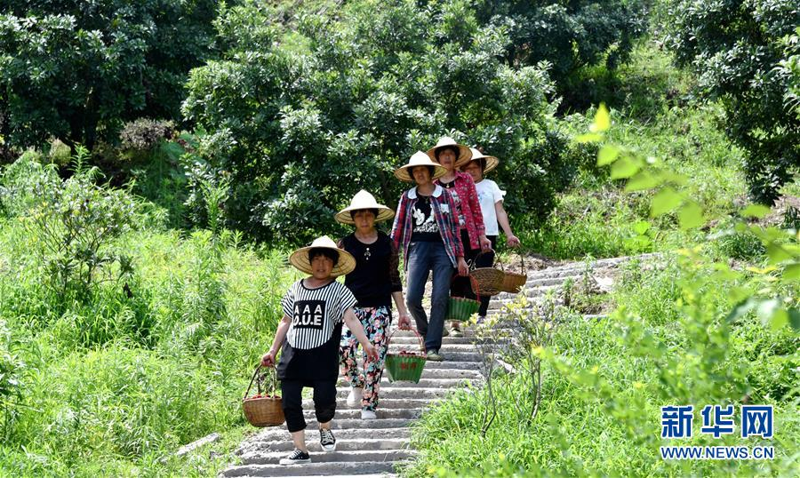 #（经济）（3）浙江仙居：喜收杨梅助增收